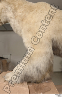 Polar bear leg 0026.jpg